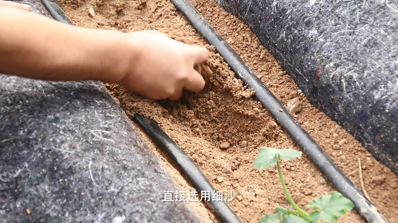 无土栽培技术应用:沙子里也能种出西葫芦