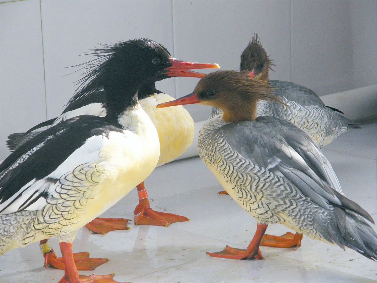 四年级下册鹅的课文讲解