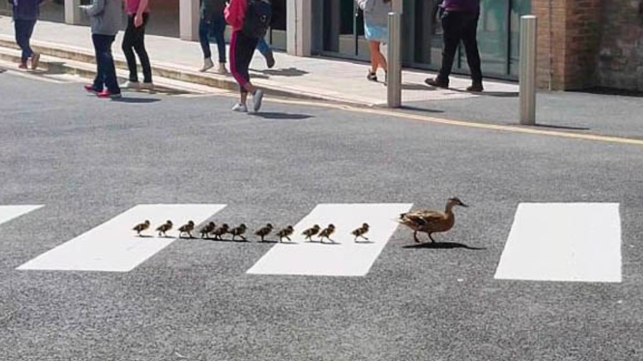 萌翻!鸭妈妈带小鸭排队散步 队列整齐走斑马线
