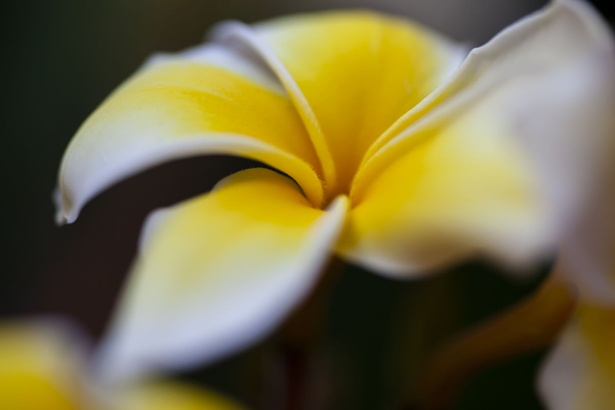 2010年1月29日,泰国的那些花儿石斛兰和鸡蛋花.