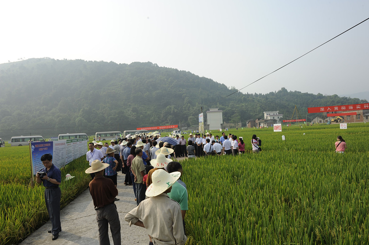 岚皋县田坝村水稻种植现状及病虫害防治调查报告