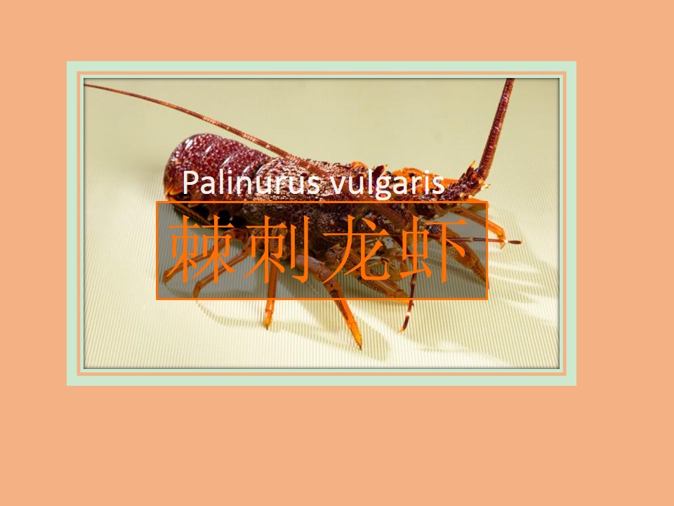 棘刺龙虾:属于节肢动物门龙虾科