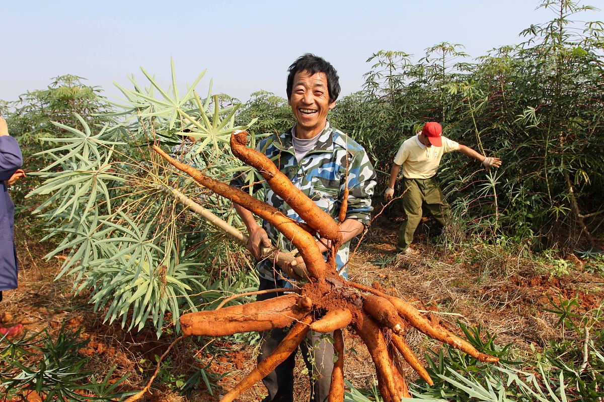 景东县职业中学现代农艺技术专业怎么样