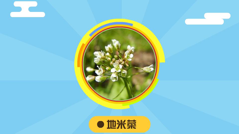 地米菜:营养价值很高的野菜