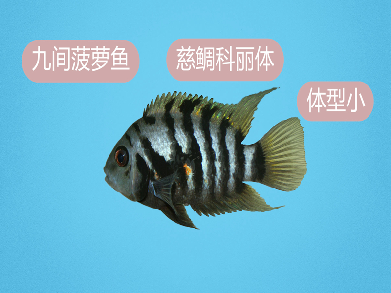 九间菠萝:黑带娇丽鱼、九间始丽鱼