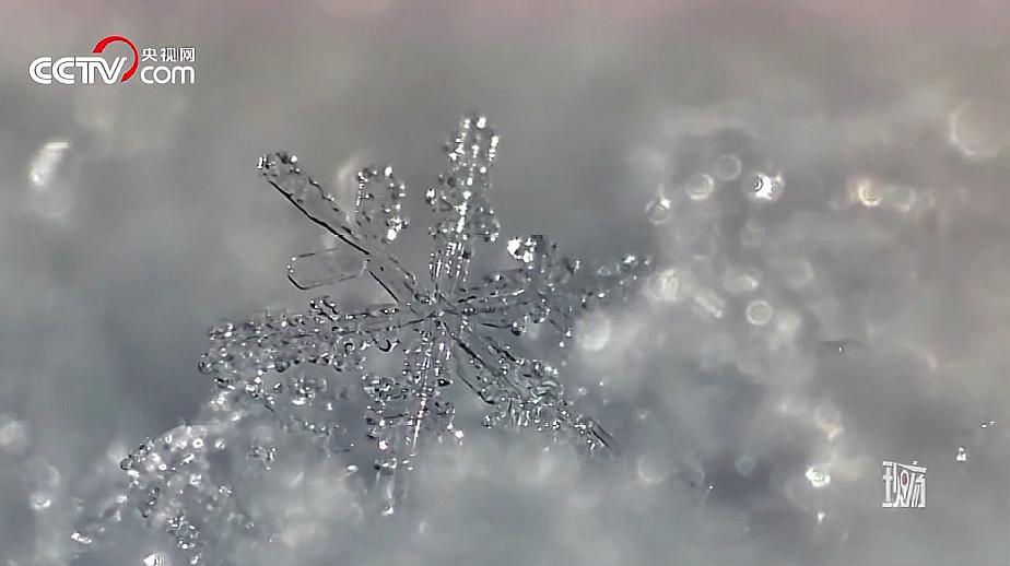 [图]高清镜头下雪花太美 每一片都是艺术品