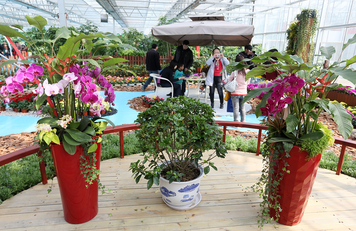 小学生中草药课程名字：趣味十足的‘神奇草药大冒险’