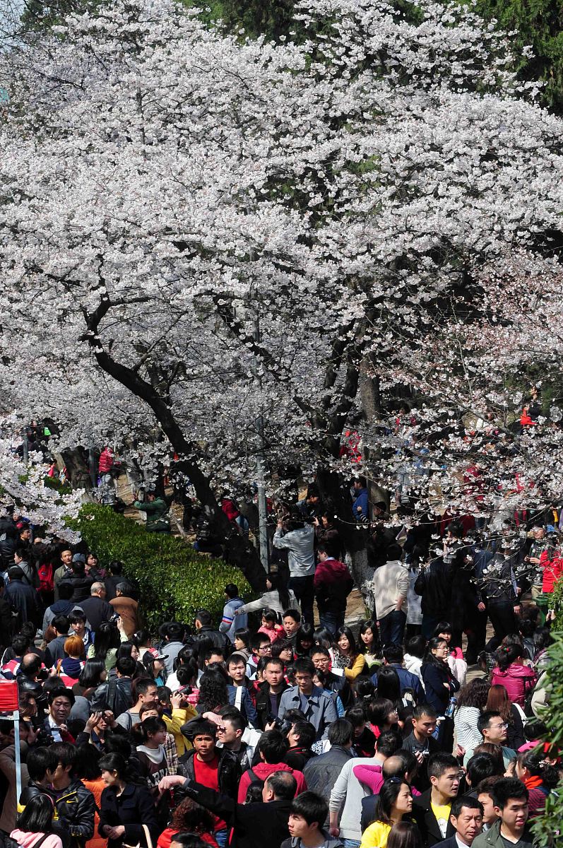 武汉省博到武大茶港门多远？车程时间和路线指南