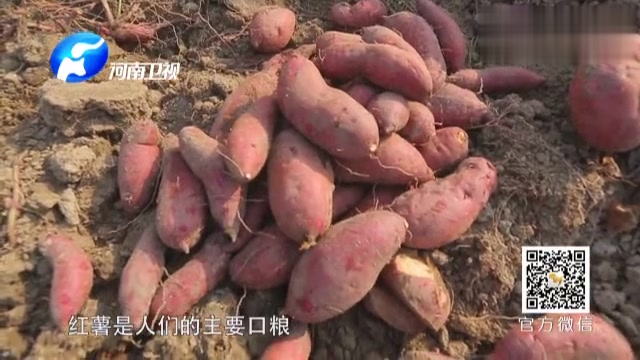 安阳人早餐首选—营养满分的扁粉菜