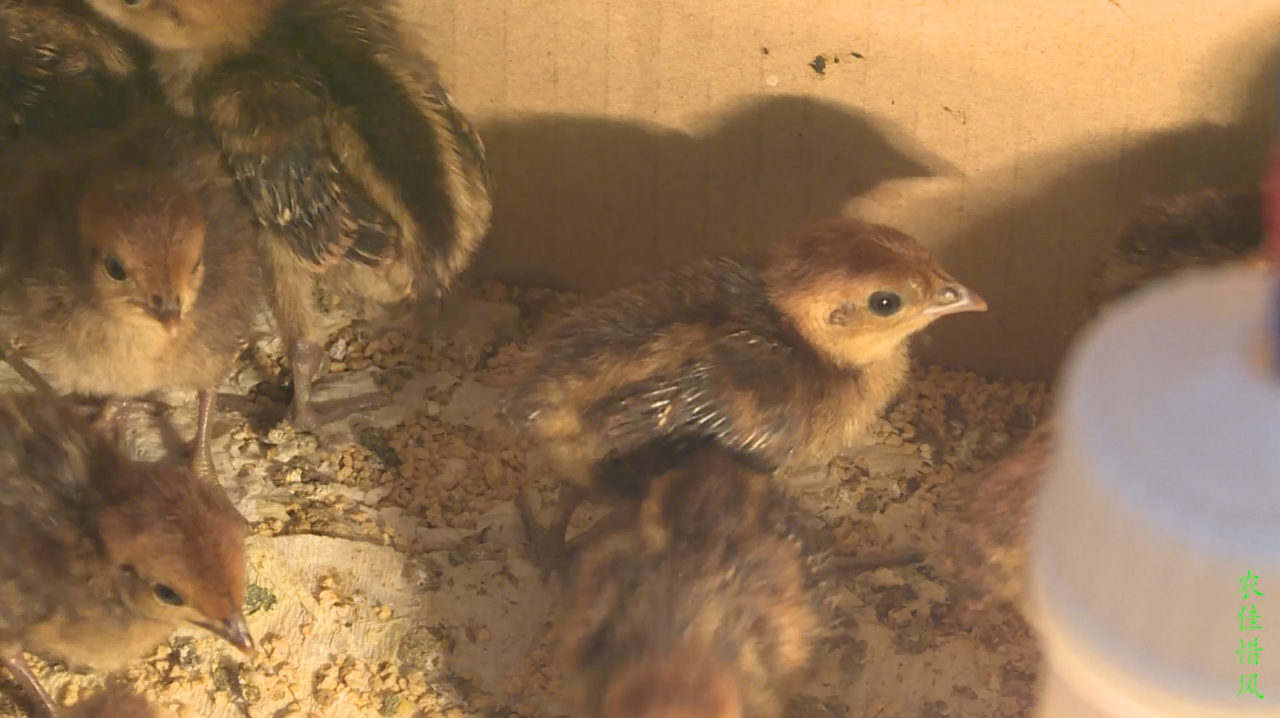 特种养殖野生竹鸡,供不应求,你觉得有年入50万吗