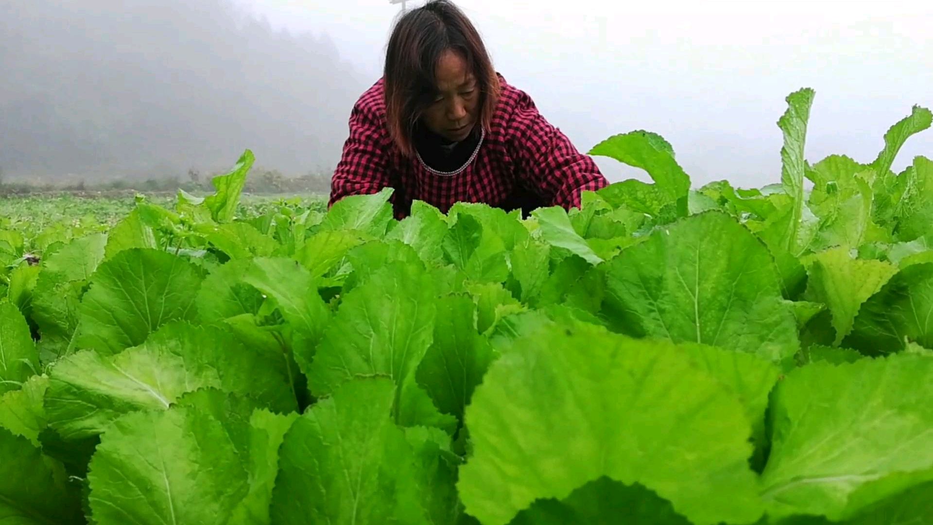 老妈早早的来摘花椒芥菜萝卜回家泡一坛正宗的四川酸菜