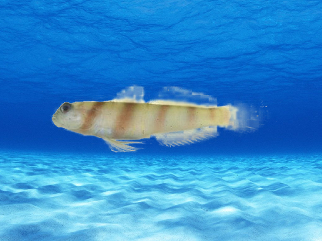 原来睛尾蝌蚪虾虎鱼长这样