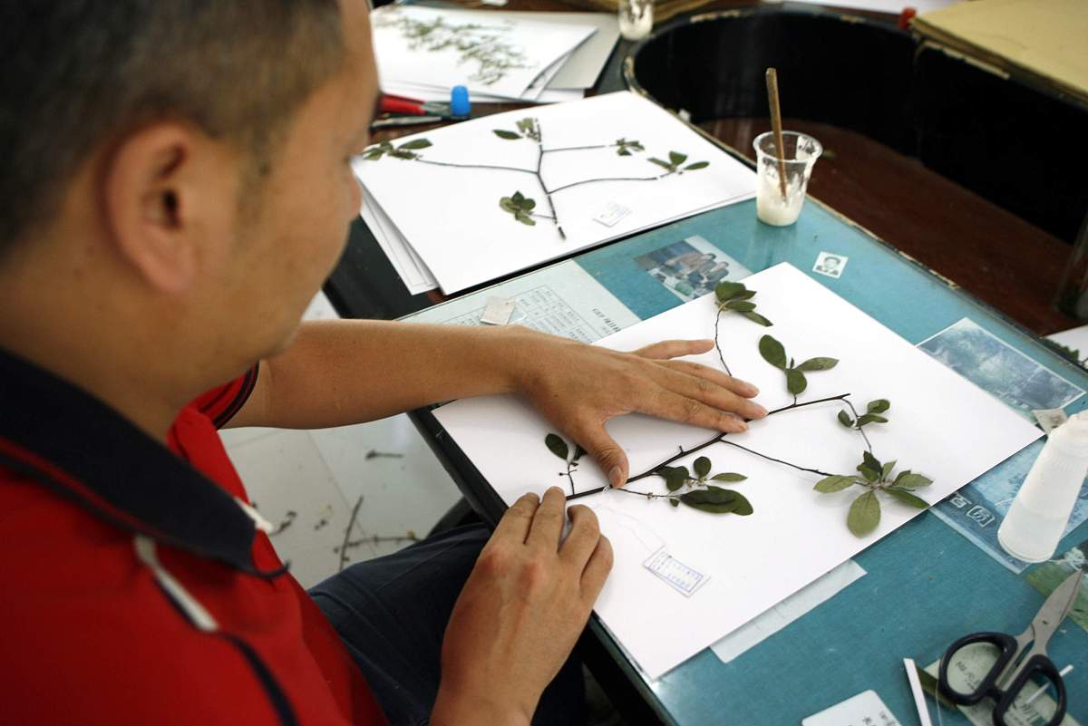 当你在青海完成植物学实习时请写出41	植物腊叶标本的制作方法