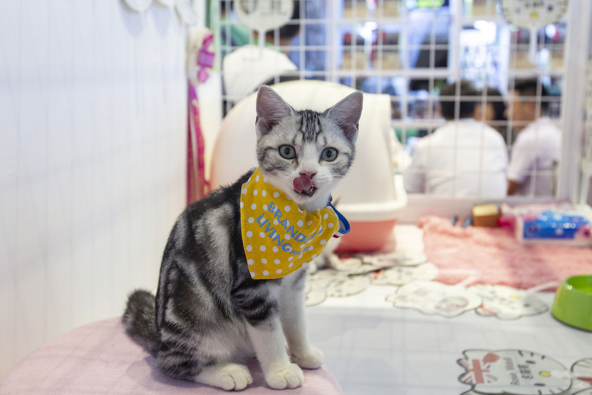 超吸睛！猫咪模特在线演绎时尚穿搭，快来pick你家喵主子的style！