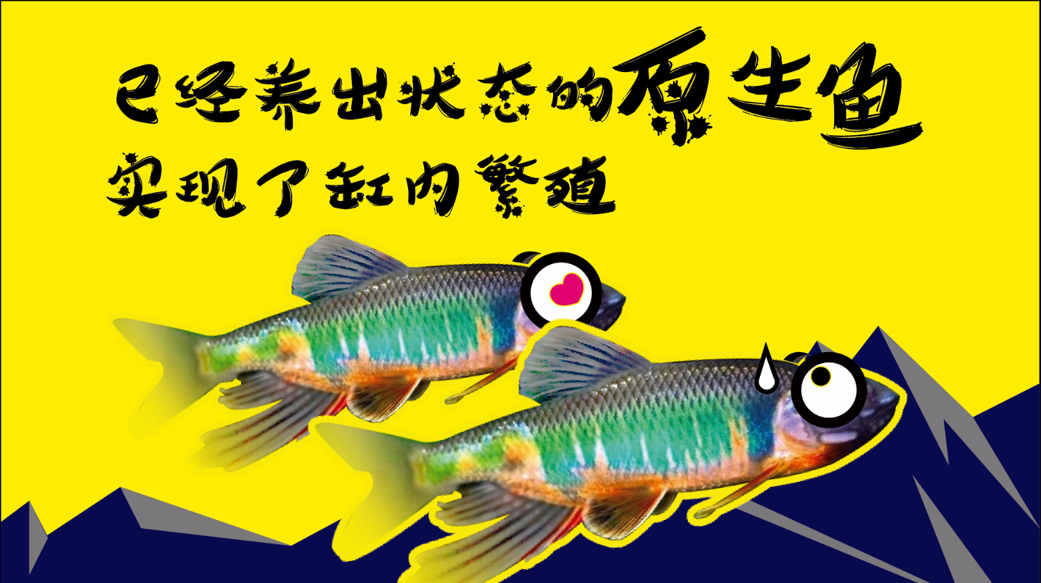 鱼缸日记013期丨长鳍马口鱲状态好,已实现鱼缸内繁殖