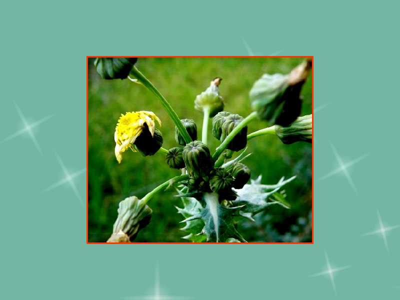 羊奶草:多年生草本,有乳汁,具匍匐茎。地上茎直立