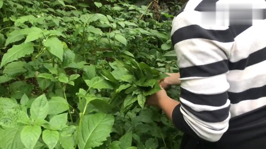 农村田野上有一种野菜叫白花菜,具有清热解毒、活血消肿降火作用