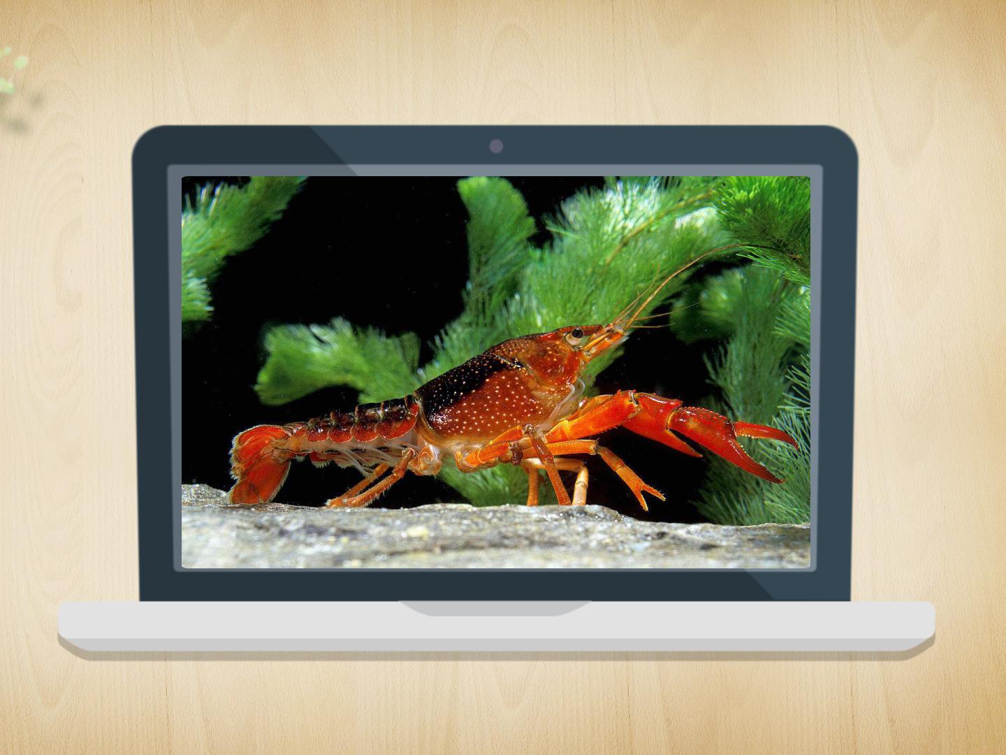 原来螯虾长这样