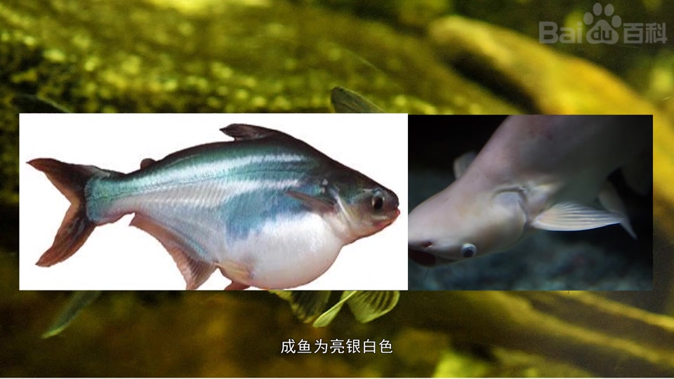 水晶巴丁鱼