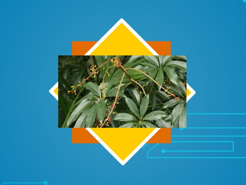 原来鹅掌藤长这样