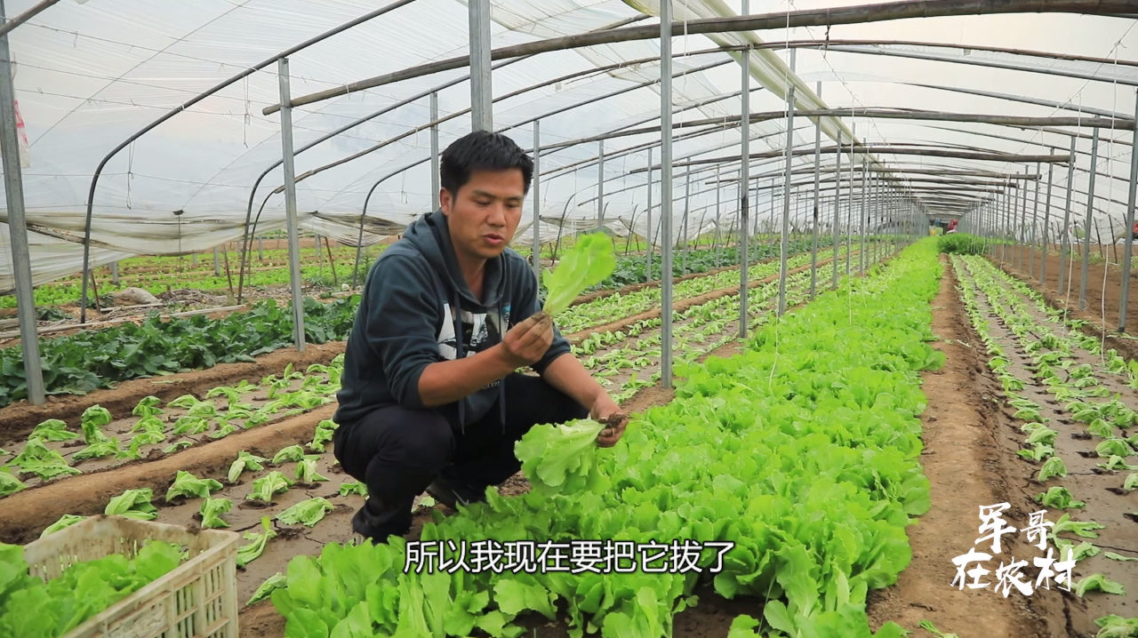 生菜如何种植?农村蔬菜大棚的这种种法,一颗能长两斤以上