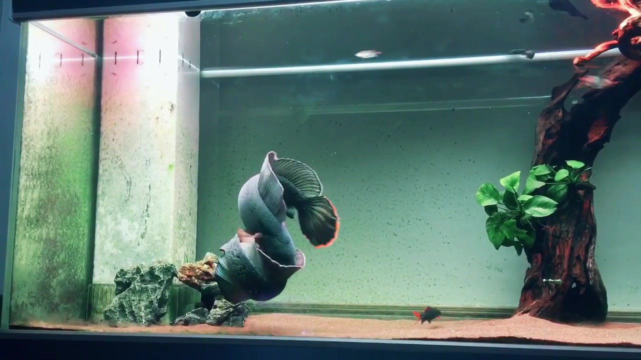 两条漂亮的鱼在缸里游动,游泳姿势好美,像一对舞者!