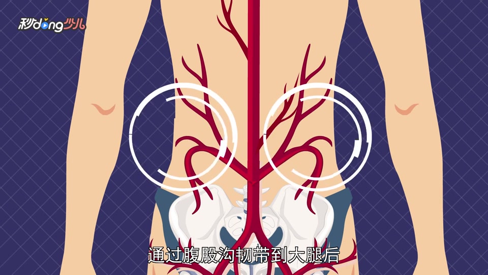 一分钟了解胫神经