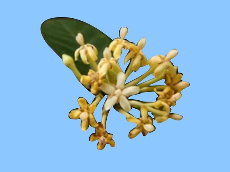 「秒懂百科」原来鸡爪竻长这样