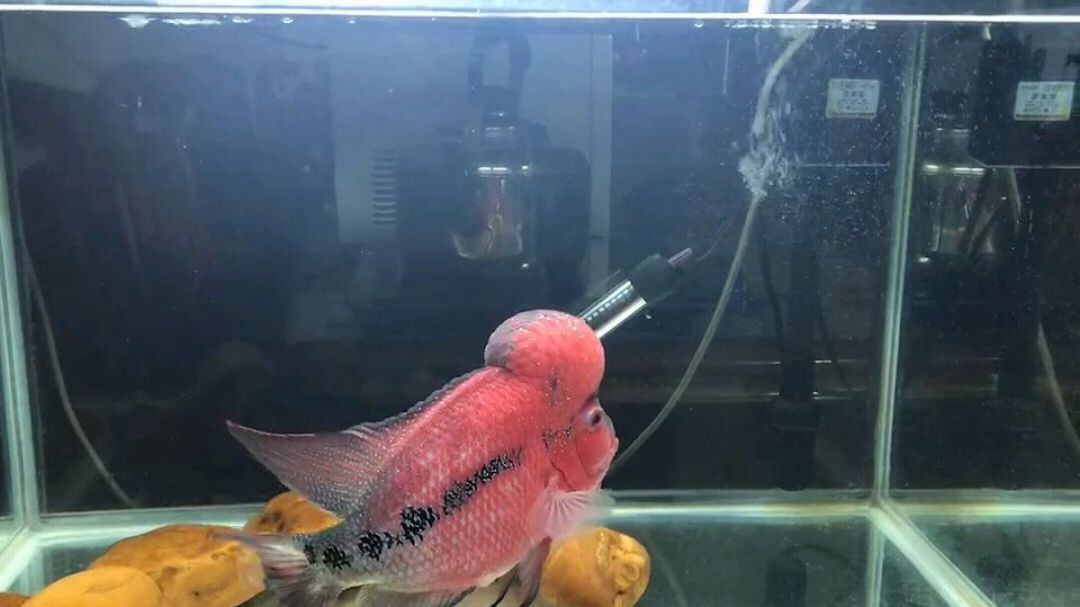 最美的寿星公鱼 , 真的很漂亮 !