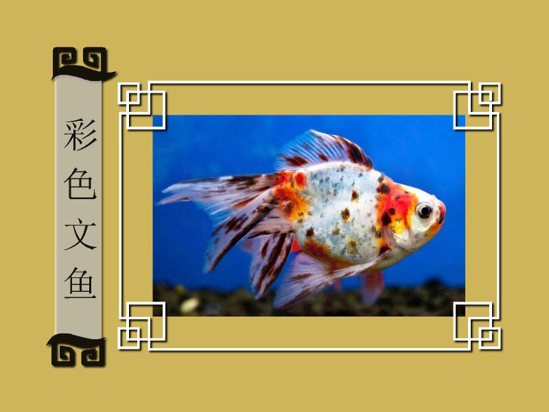 原来彩色文鱼长这样