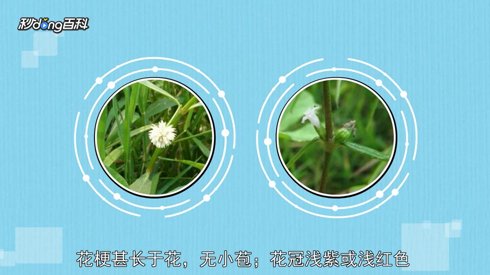 原来虾子草属长这样