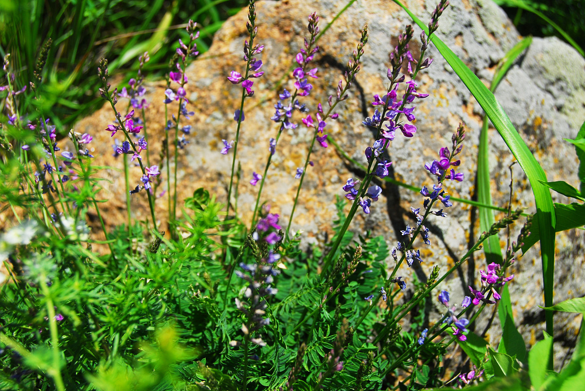 环保演讲稿：每个人都是地球的守护者