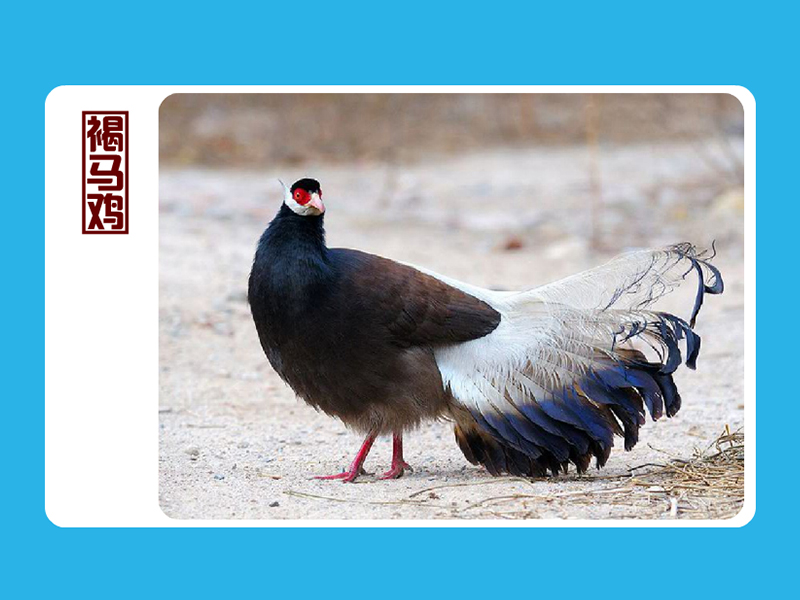 褐马鸡:翅短,不善飞行,两腿粗壮,善于奔跑