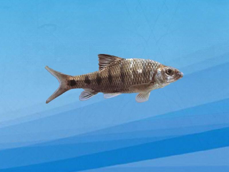 原来温州厚唇鱼长这样