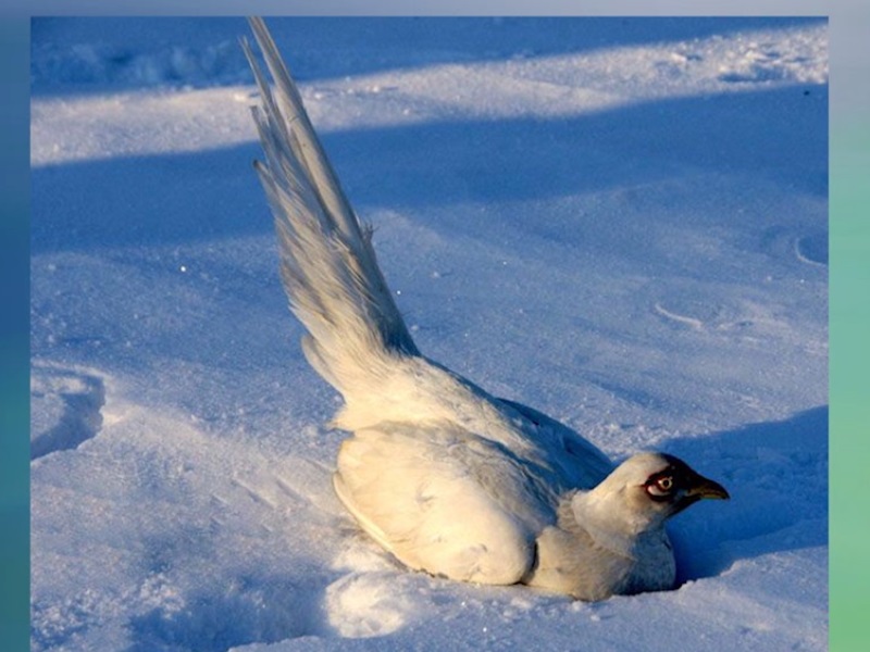 白雉鸡:由美国威斯康星州麦克法伦雉鸡公司引进的