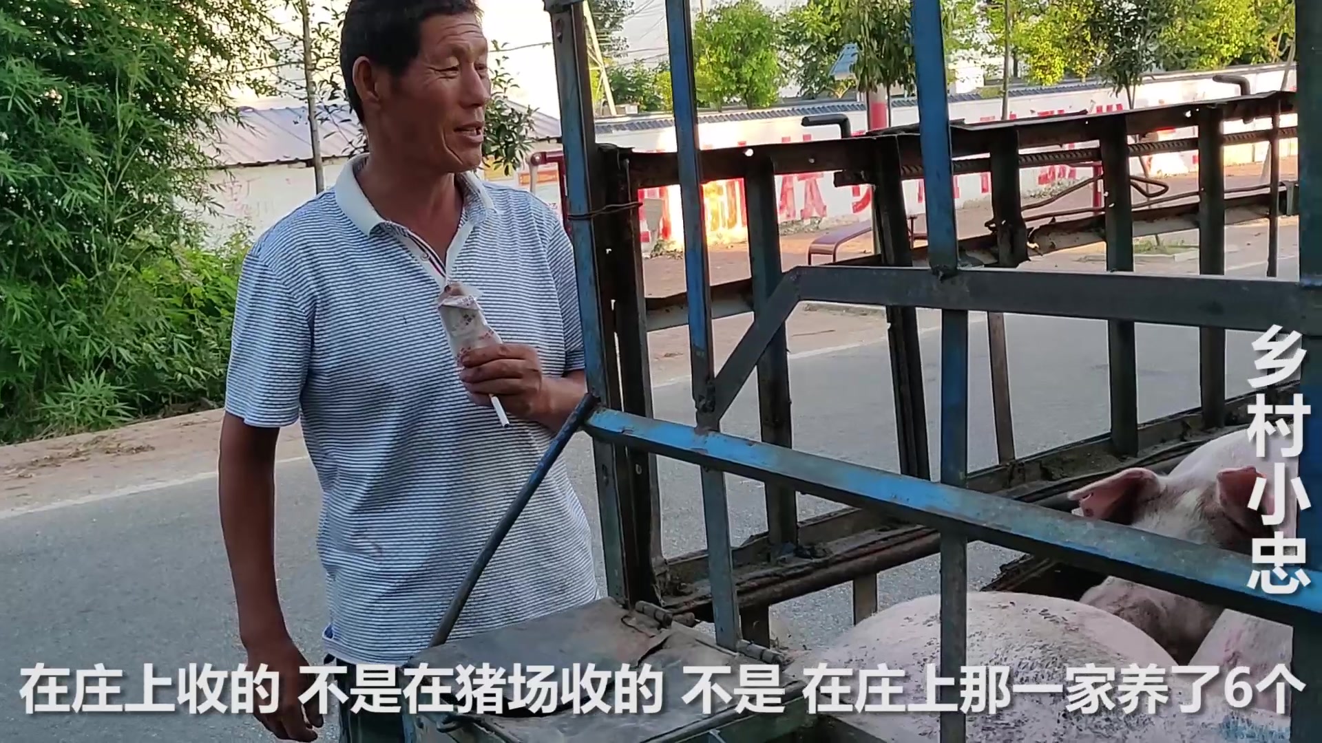猪肉现在多少钱一斤?收猪大叔说出最新价格,和你们那里一样吗?