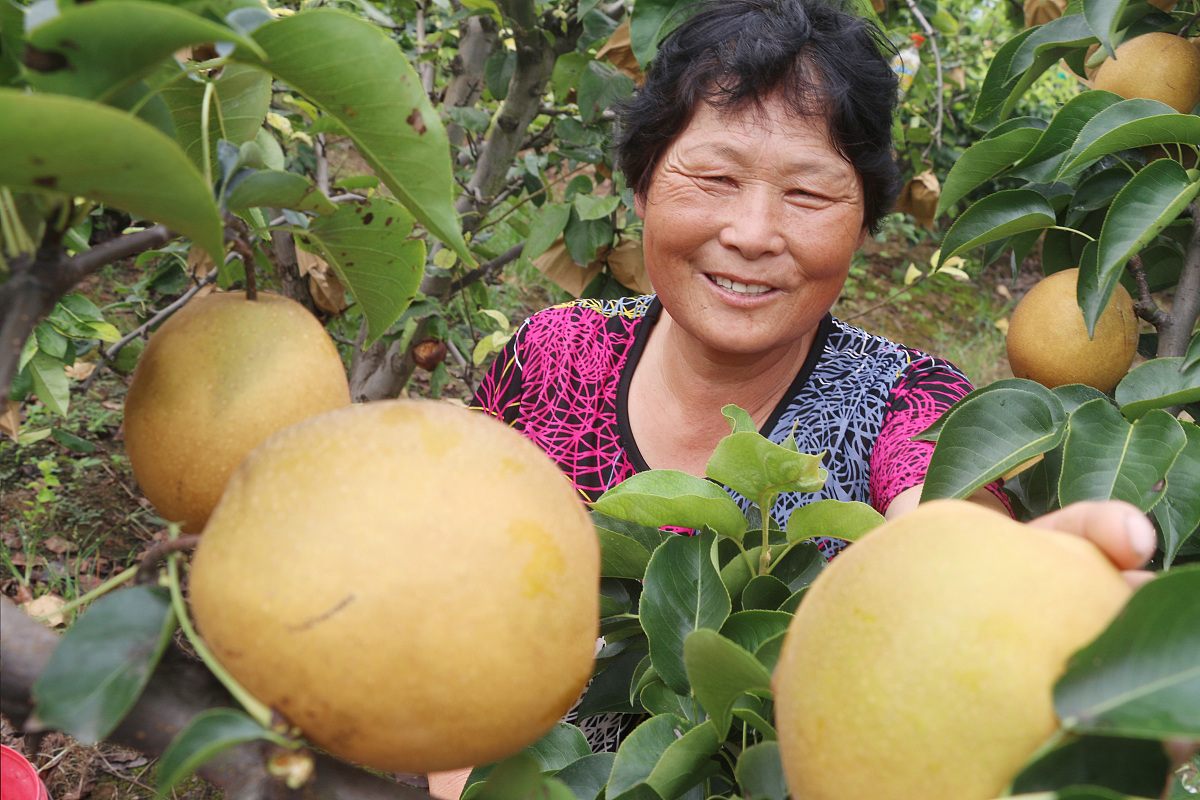 山西隰县蜂蜜梨种植面积：3万亩特色农产品，品质口感俱佳