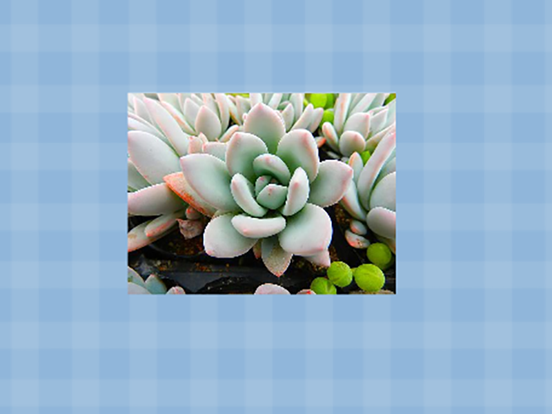 霜之朝:是景天科的多肉植物