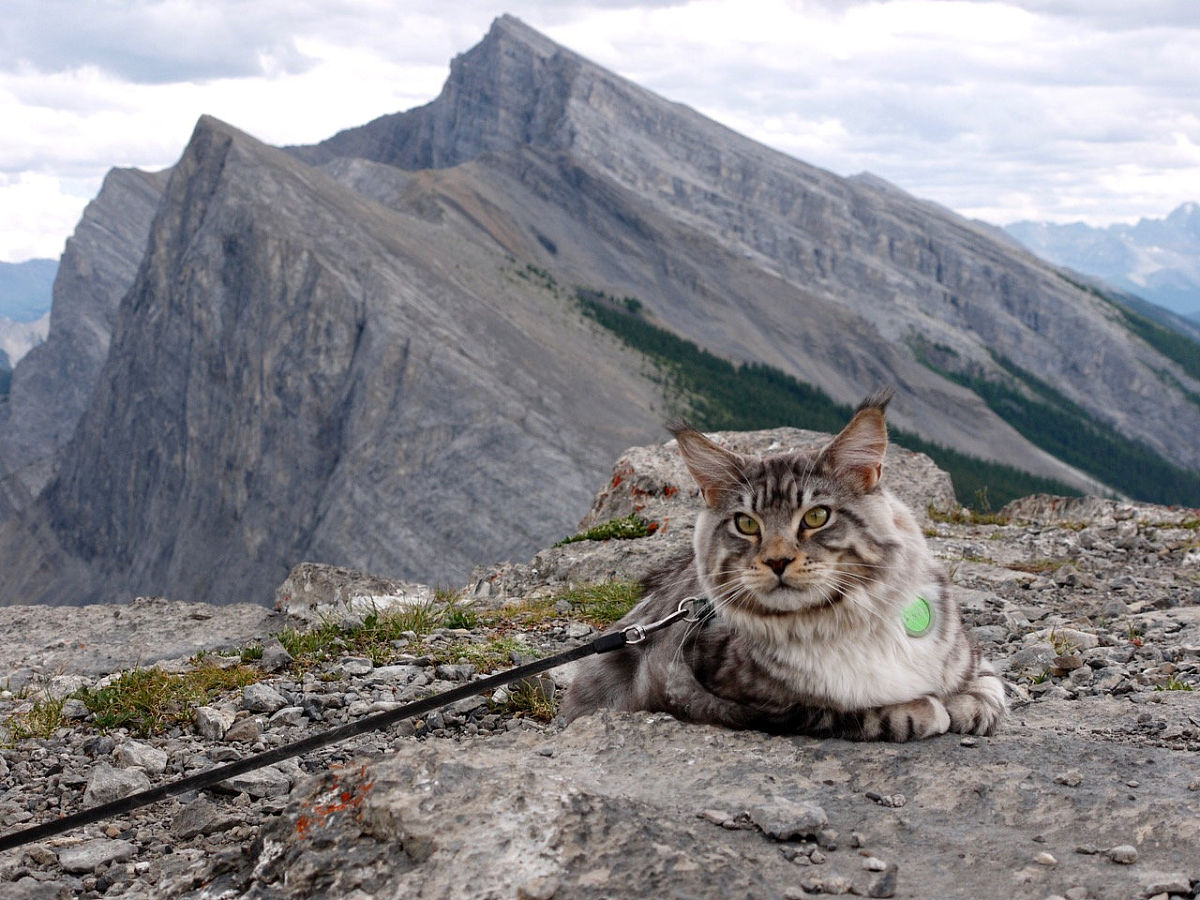 导游人员权利与职责：全面了解导游工作规范