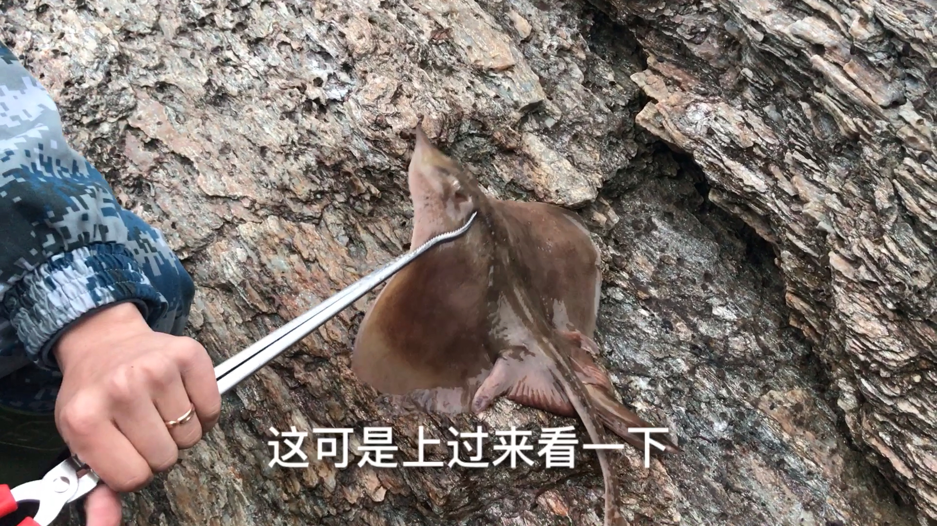 为啥子都叫他老板鱼,它哪有一点boss的样子呢!