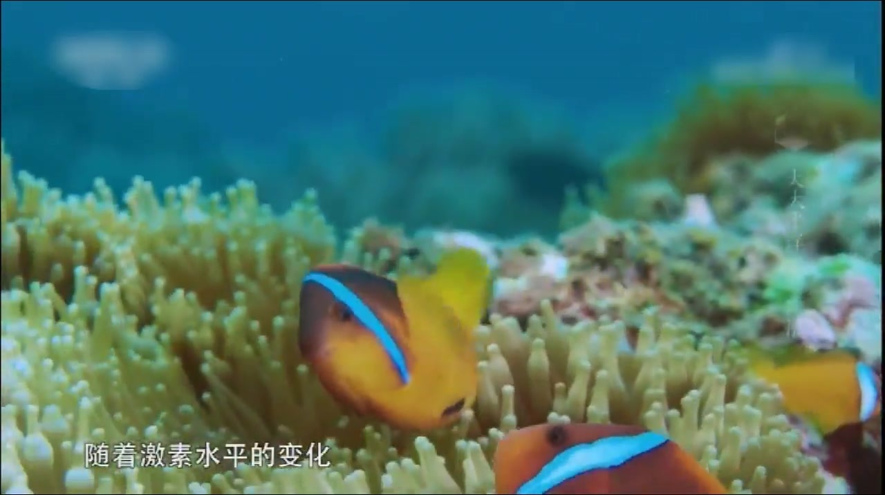 海洋中的美丽鱼类——小丑鱼