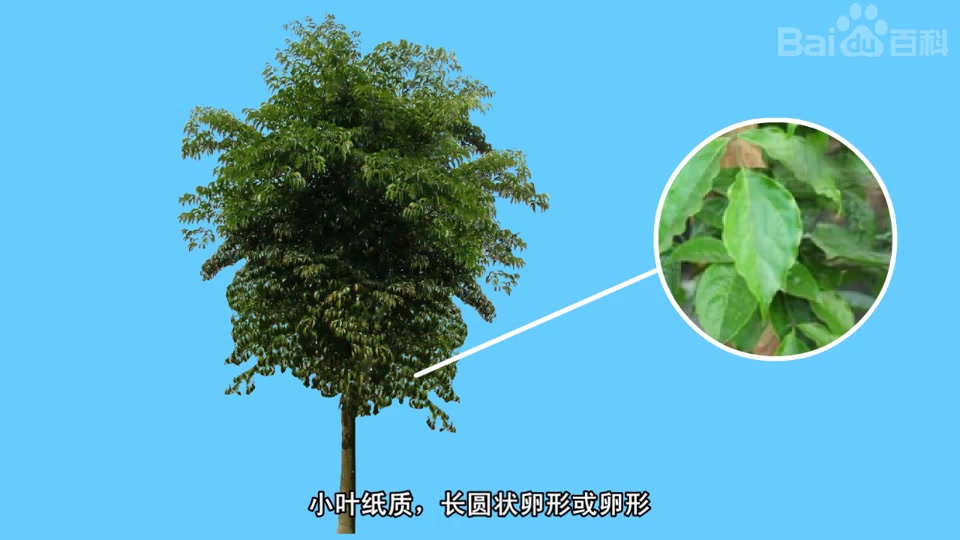 海南菜豆树