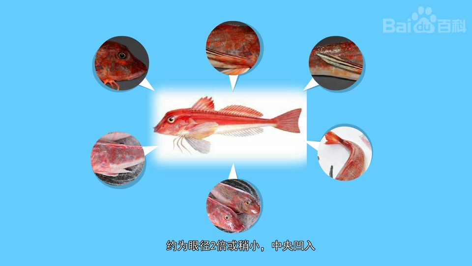 岸上红娘鱼