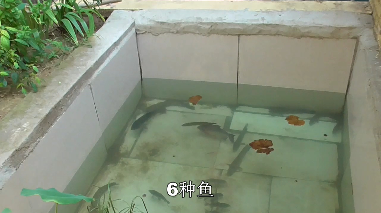 鱼池里养了6种鱼,看看这些鱼你都认识吗