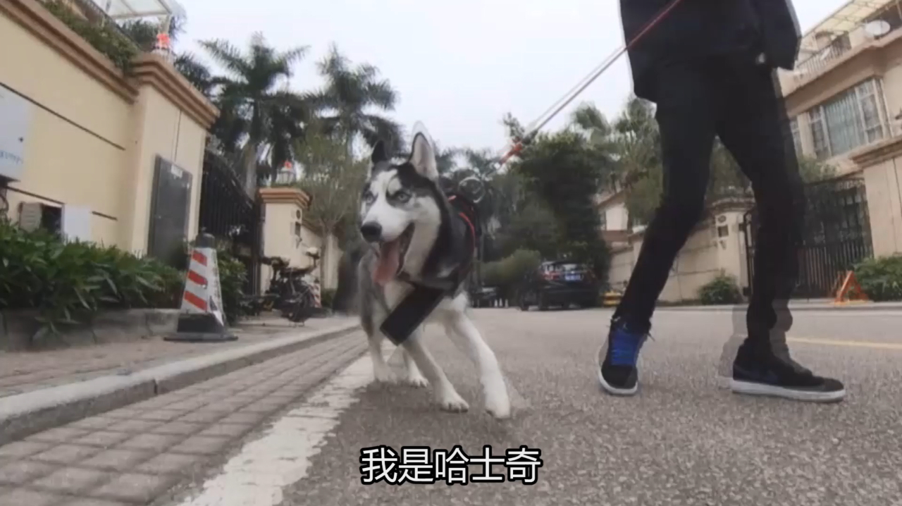 哈士奇PK老母鸡,铲屎官欲保护爱狗让老母鸡先走一步