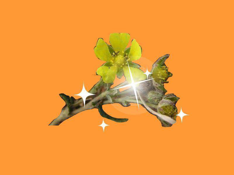 「秒懂百科」原来轮叶委陵菜长这样