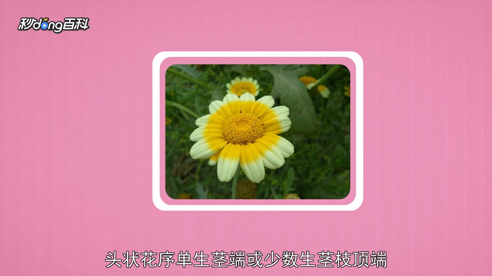 原来鹅菜长这样