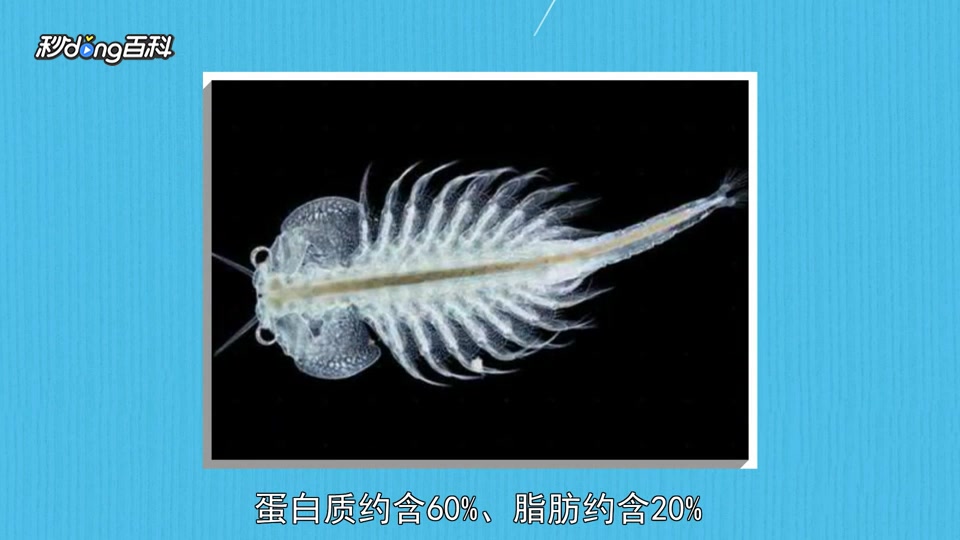 原来丰年虾卵长这样