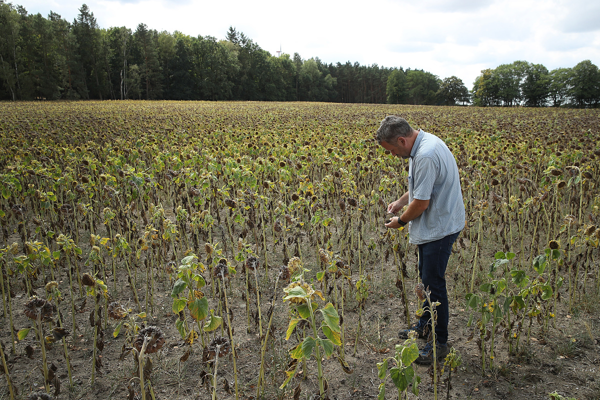 In the most area of Northeast China maize is monoculture with relative-longer growing seasons润色上面的英文句子。