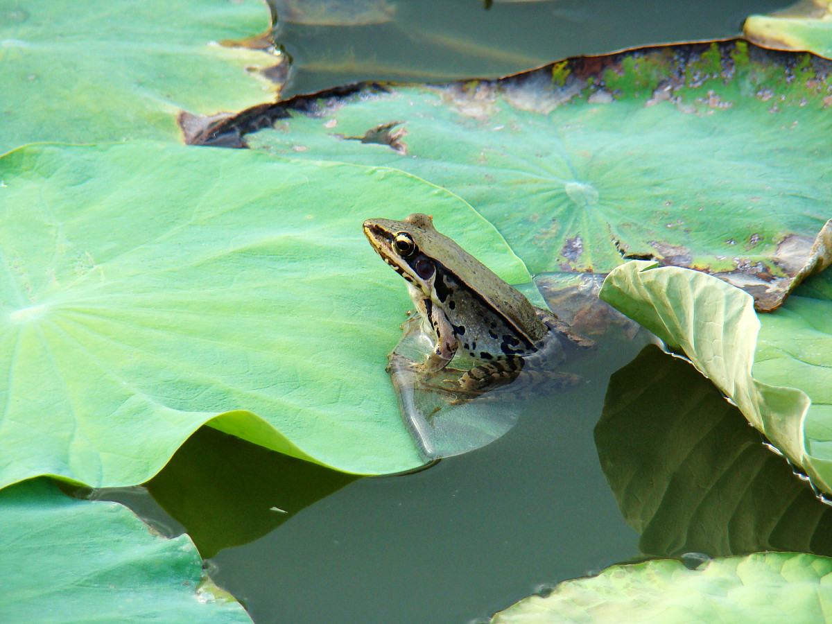 给我以你是呱呱做一首藏头诗